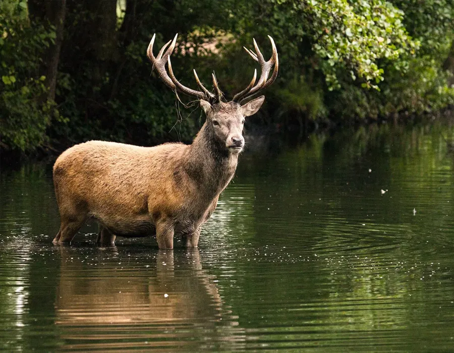 The 6 Best Air Guns for Summer Hunting